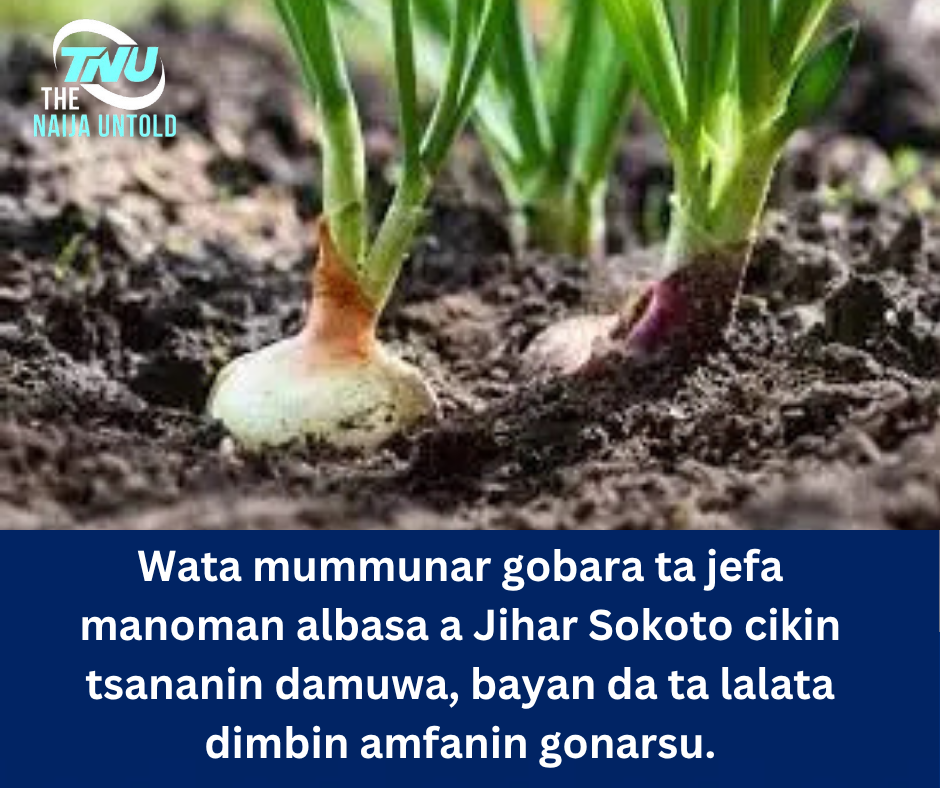 Wata mummunar gobara ta jefa manoman albasa a Jihar Sokoto cikin tsananin damuwa, bayan da ta lalata dimbin amfanin gonarsu.