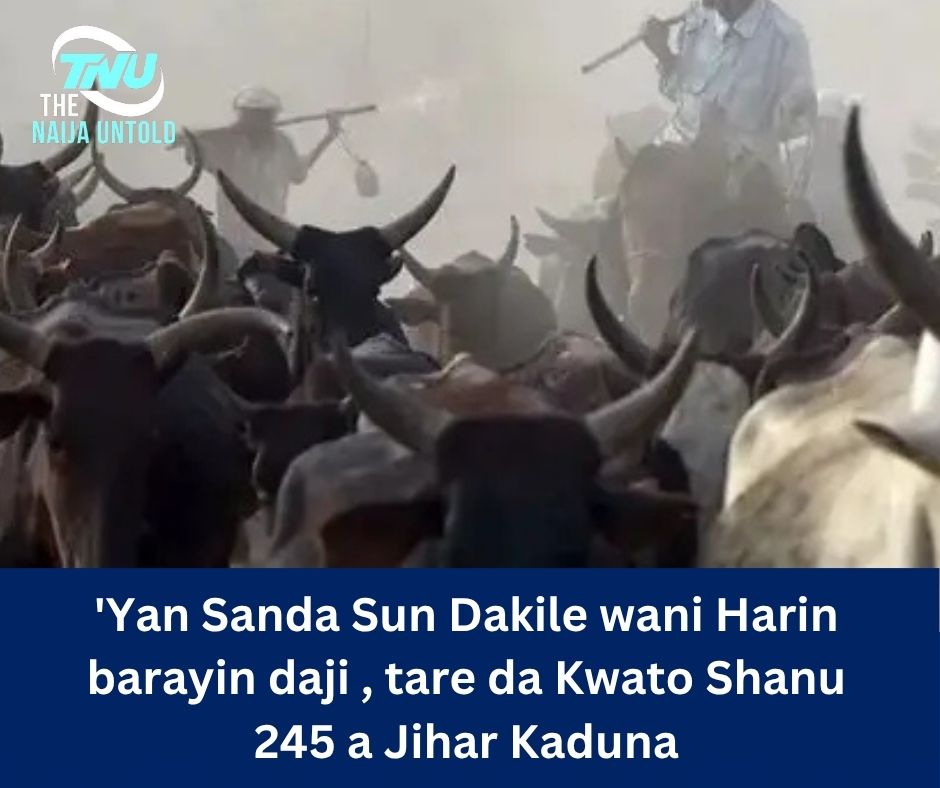 ‘Yan Sanda Sun Dakile wani Harin barayin daji , tare da Kwato Shanu 245 a Jihar Kaduna